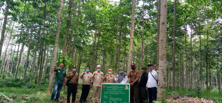 Areal Sumber Daya Genetik Jabon dan Gempol