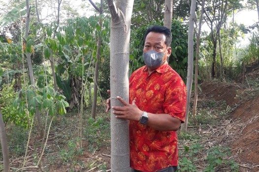 Perkembangan Sengon Unggul Pada Areal Produksi Benih Sengon KTH Blimbing Murni