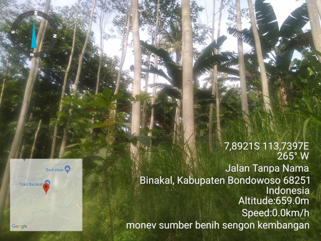 Sumber Benih Sengon Kembangan, Bondowoso