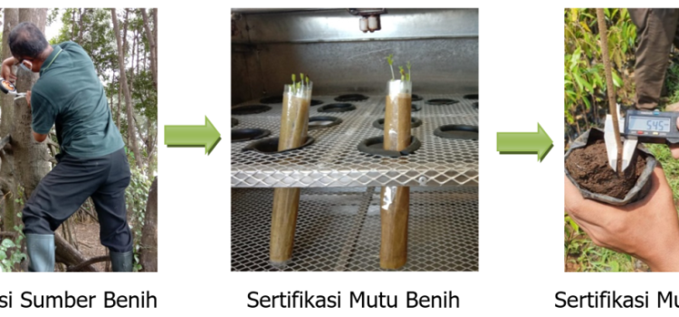 PENTINGNYA SERTIFIKASI PERBENIHAN TANAMAN HUTAN