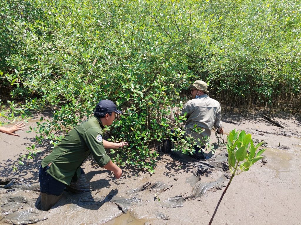 Sertifikasi Sumber Benih Mangrove Api-api (Avicennia marina) - Probolinggo